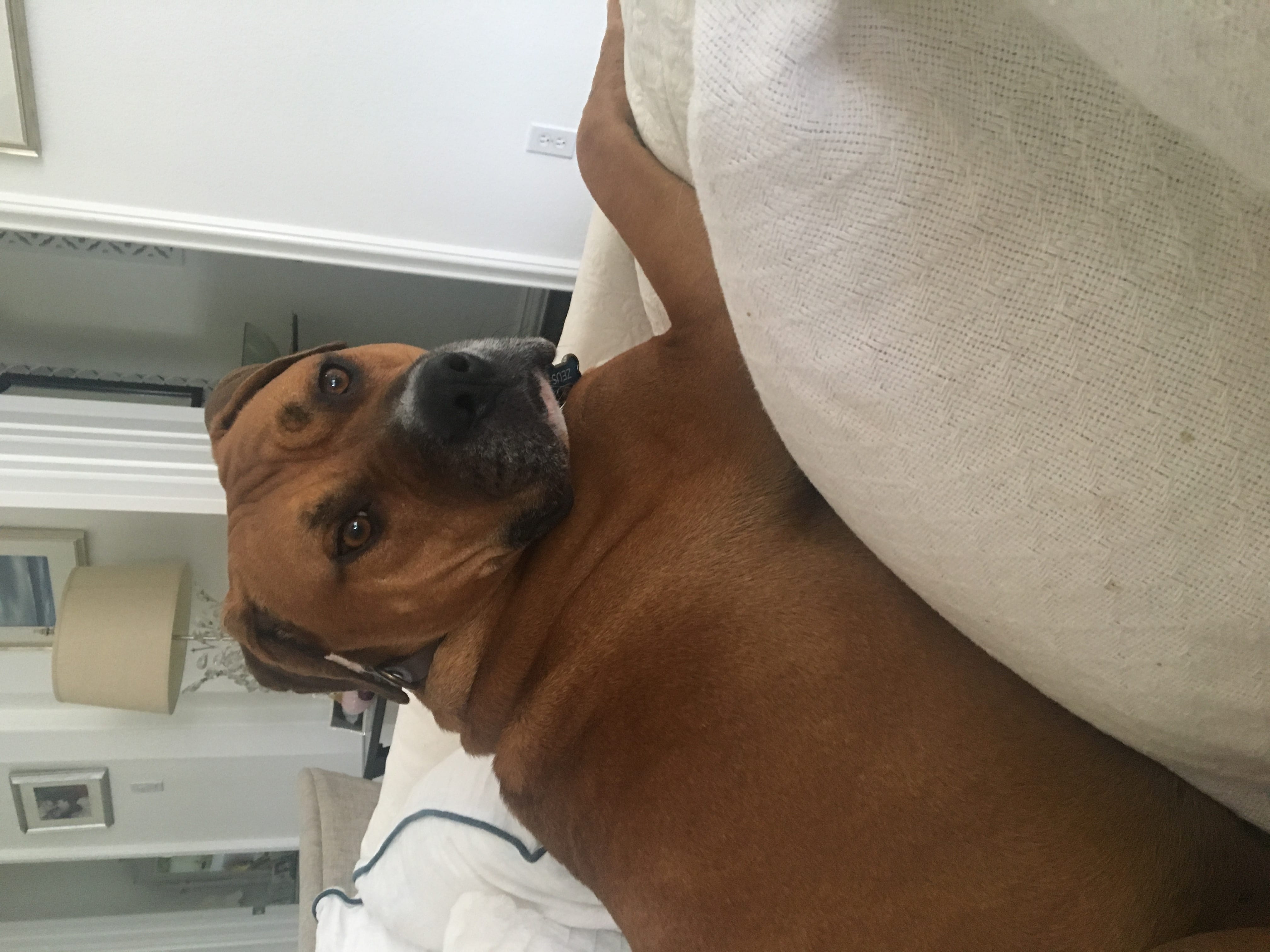 nutra thrive dog supplement reviews nutra thrive dog supplement reviews