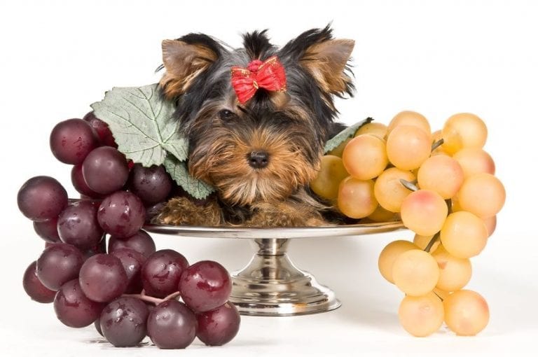 Can Dogs Eat Grapes? The Answer is LifeSaving Ultimate Pet Nutrition