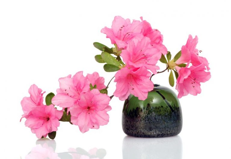 Plants Poisonous to Dogs Plants to Avoid Ultimate Pet Nutrition