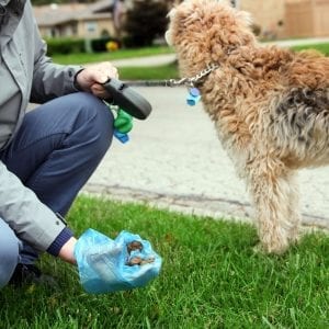 yellow stuff in dog poop