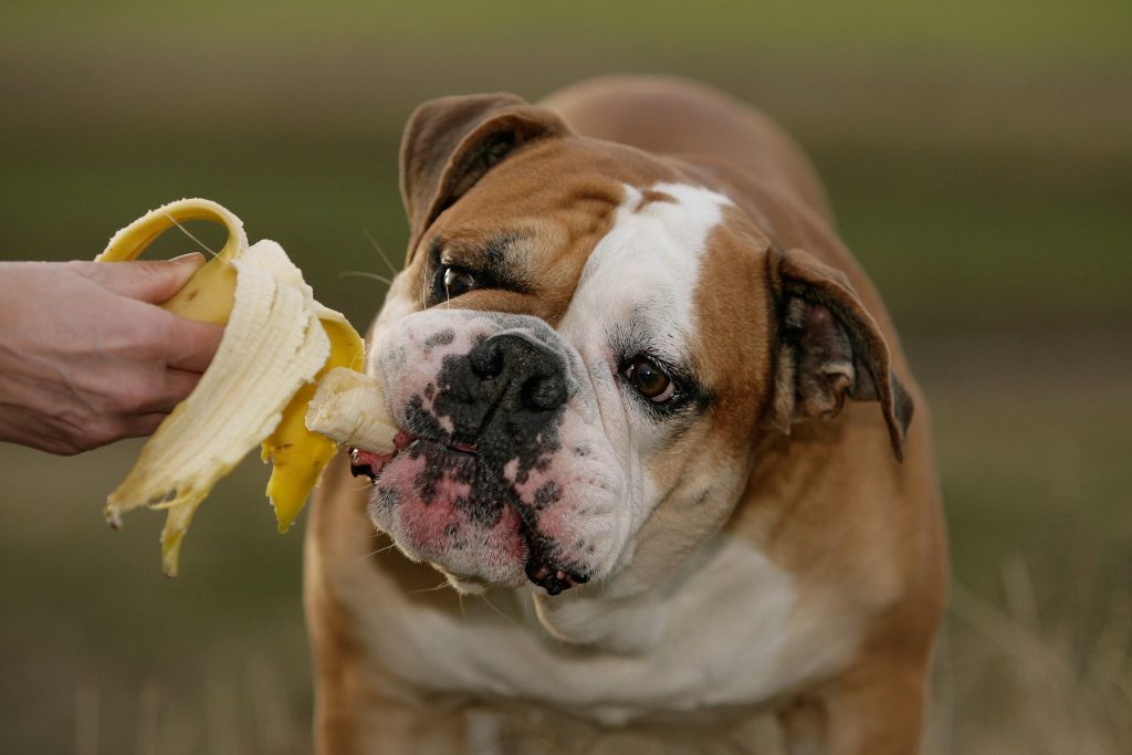 Are Bananas Good for Dogs? Ultimate Pet Nutrition