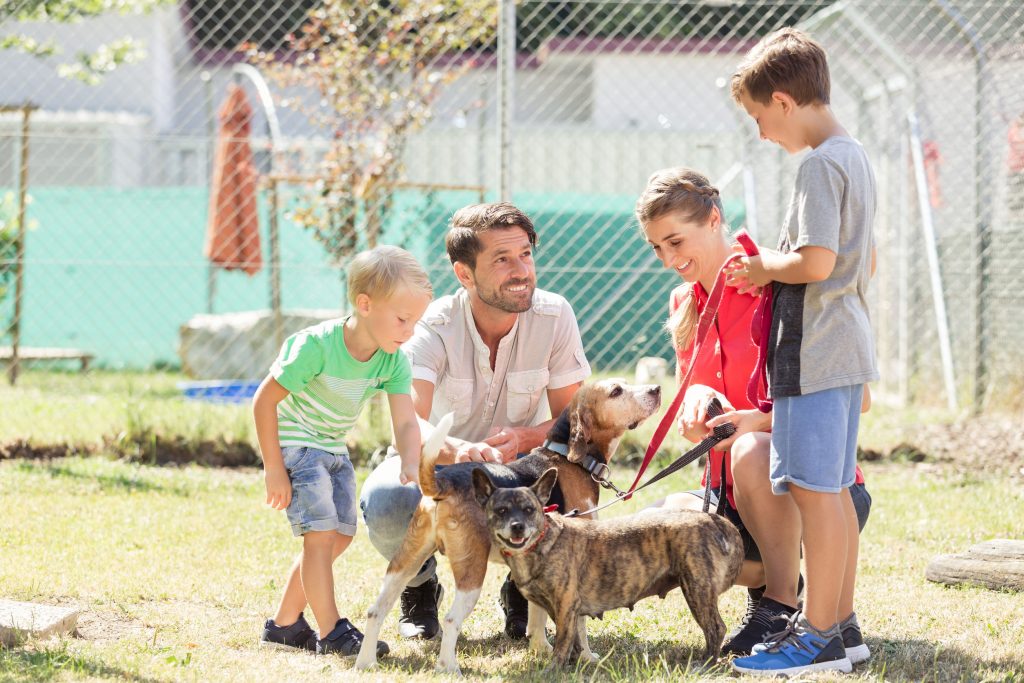 Fostering A Dog Is It Right For You Ultimate Pet Nutrition