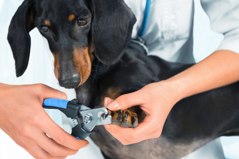 How To Stop Dog Toenail Bleeding Ultimate Pet Nutrition