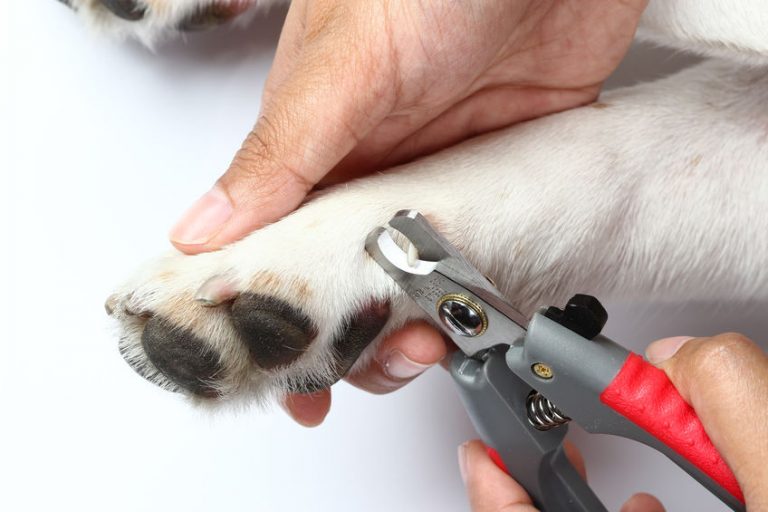 How To Stop Dog Toenail Bleeding Ultimate Pet Nutrition