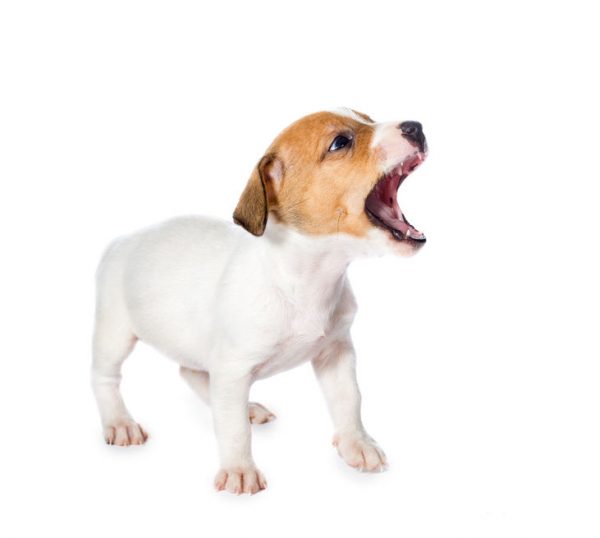 When Can Puppies Leave Their Mother? Ultimate Pet Nutrition