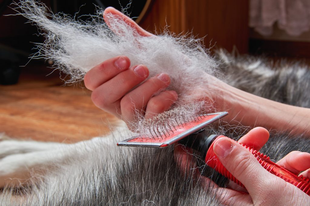 How to Deshed a Dog, And Why You Should Ultimate Pet Nutrition