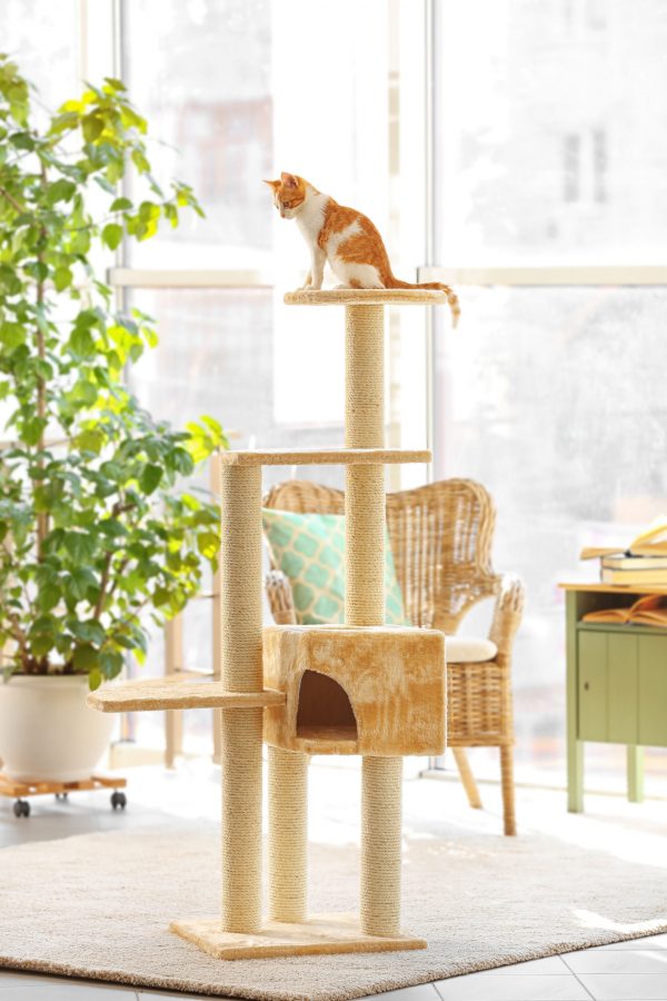DIY Cat Scratching Posts You Can Make at Home Ultimate Pet Nutrition