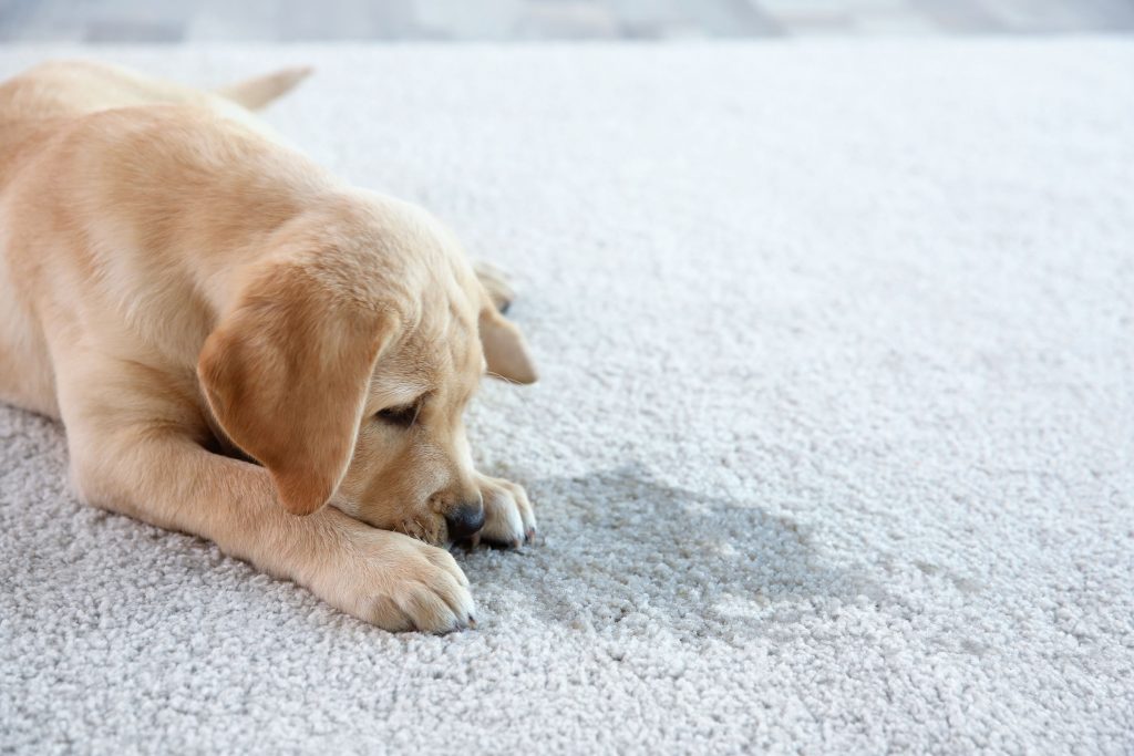 How to Stop a Dog From Urinating Indoors Ultimate Pet Nutrition