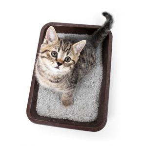 How to Potty Train a Kitten: Tips For Your New Cat - Ultimate Pet Nutrition