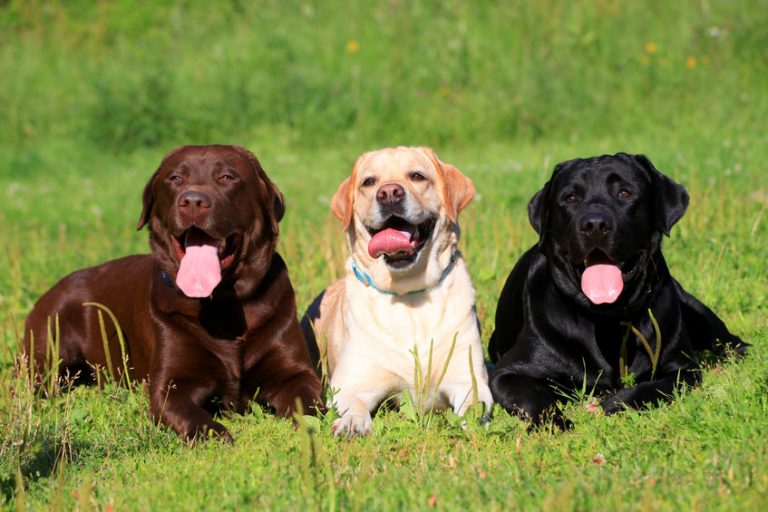 A List Of The 10 Most Energetic Dog Breeds Ultimate Pet Nutrition