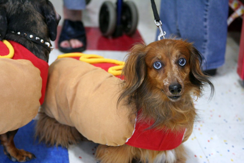 Cute Cat and Dog Costumes for Halloween Ultimate Pet Nutrition