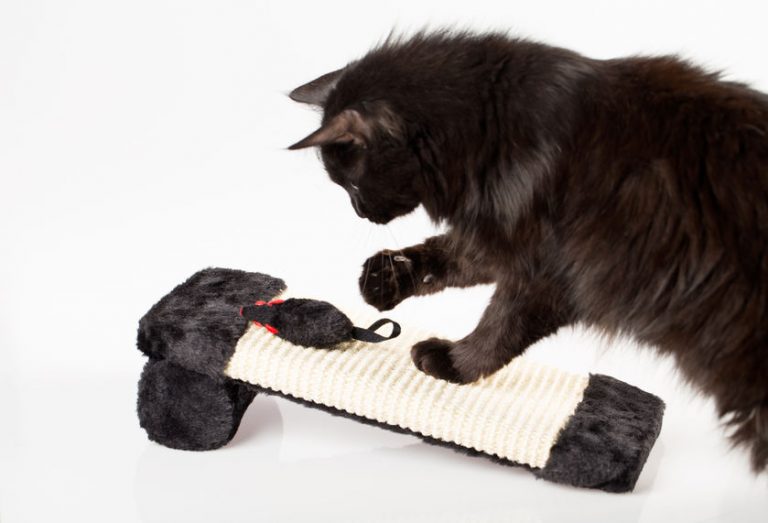 DIY Cat Scratching Posts You Can Make at Home Ultimate Pet Nutrition