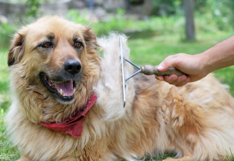 Dog Shedding “Remedies” For Your Home Ultimate Pet Nutrition