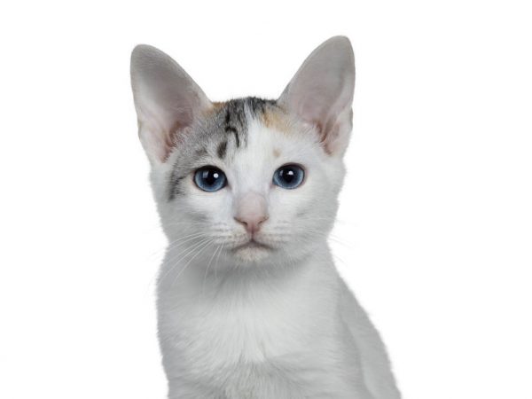 Cute Pets: Breeds of Cats With Big Eyes - Ultimate Pet Nutrition