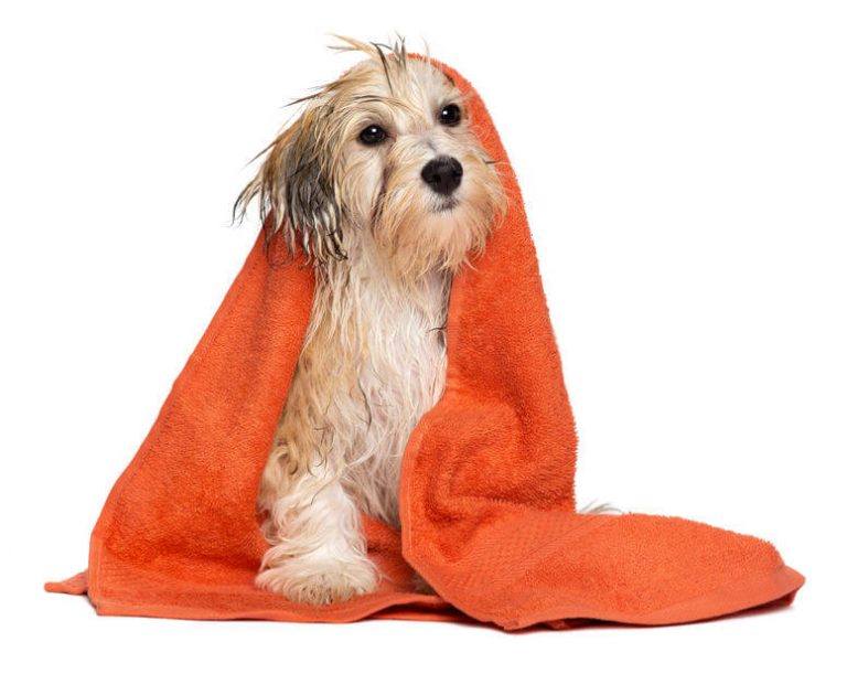 How To Give Your Dog A Bath (If They Don’t Like Bathing) Ultimate Pet