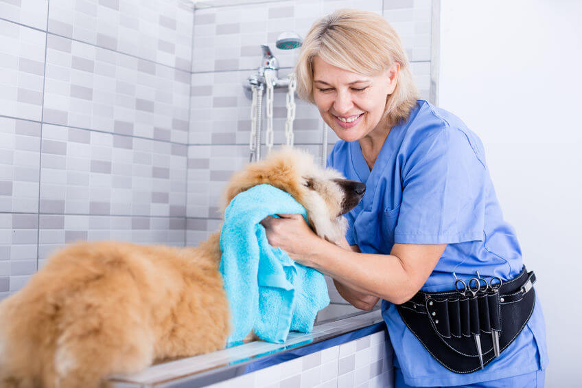 How To Give Your Dog A Bath (If They Don’t Like Bathing) Ultimate Pet