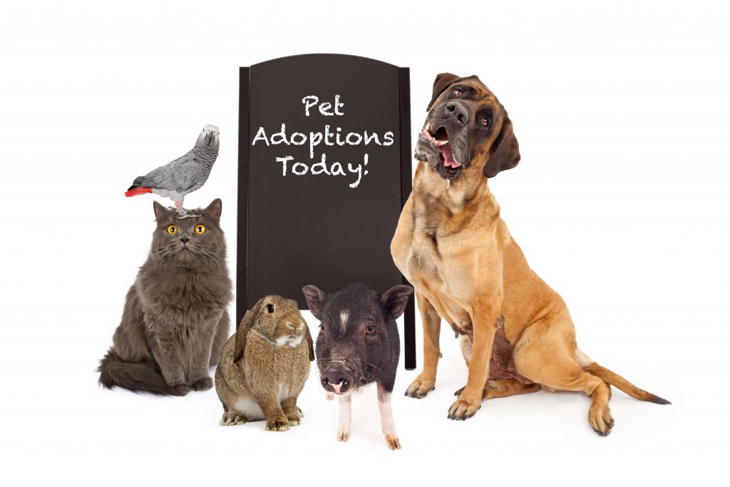 Why You Should Adopt A Pet Adopt Don’t Shop Ultimate Pet Nutrition