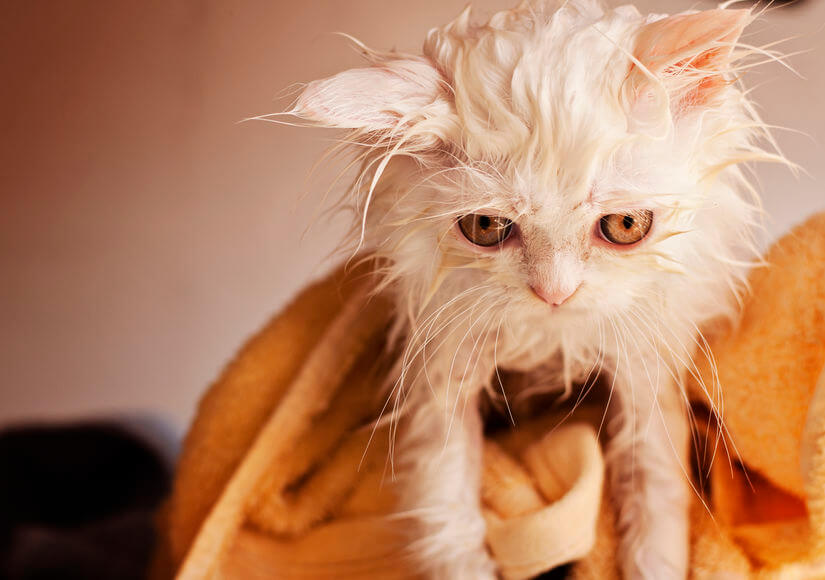 Why Do Cats Hate Water So Much? Ultimate Pet Nutrition