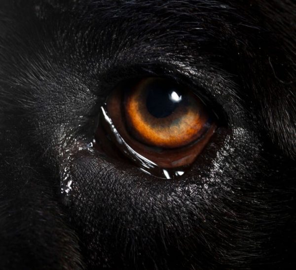 Dog Eye Discharge What Is Normal And What Should You Be Concerned