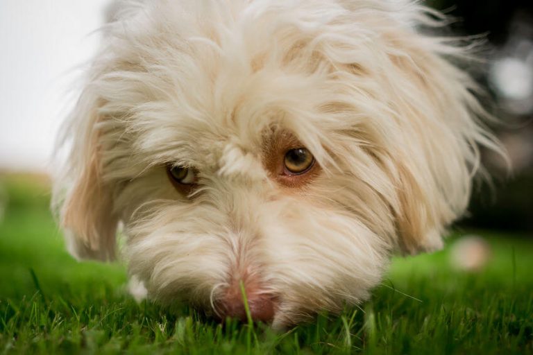 Is Your Dog Sniffing Ground Too Much? Here’s Why Ultimate Pet Nutrition