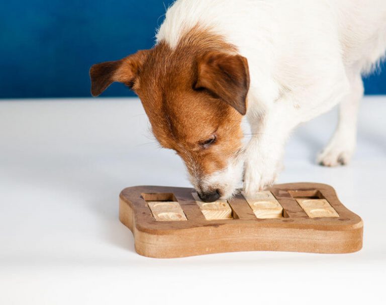 Is Your Dog Sniffing Ground Too Much? Here’s Why Ultimate Pet Nutrition