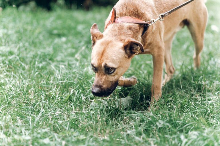 Is Your Dog Sniffing Ground Too Much? Here’s Why Ultimate Pet Nutrition