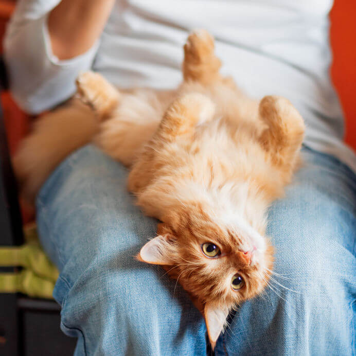 Are Cats Ticklish? Info For Pet Parents Ultimate Pet Nutrition