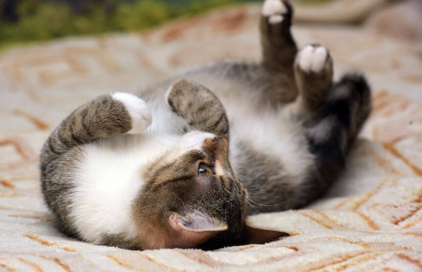 Are Cats Ticklish? Info For Pet Parents Ultimate Pet Nutrition