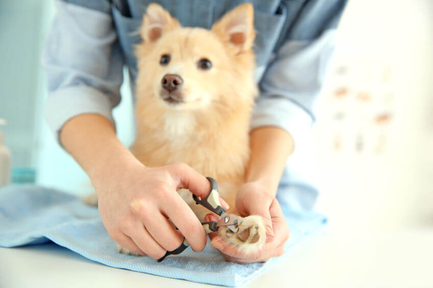 Dog Nail Trims How Long Should Dog Nails Be? Ultimate Pet Nutrition