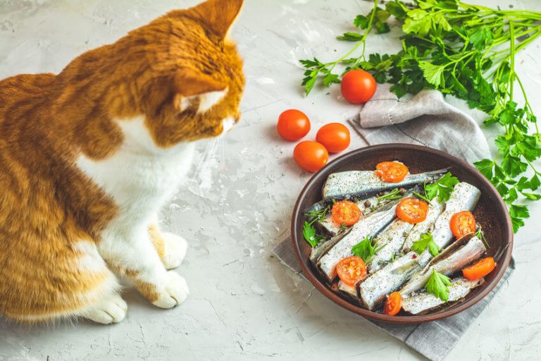 Can Cats Eat Sardines? Essential Info For Cat Parents Ultimate Pet