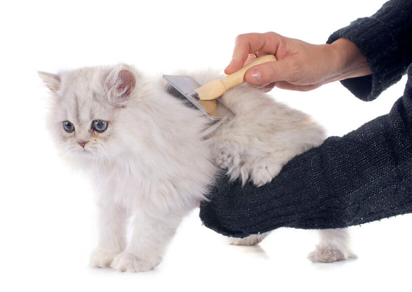 Helpful Tips To Stop Cat Shedding This Season Info For Pet Parents