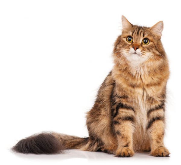 Helpful Tips To Stop Cat Shedding This Season Info For Pet Parents