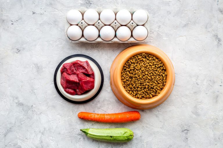 Can Cats Eat Hard Boiled Eggs? How About Dogs? Human Food In Your Furry