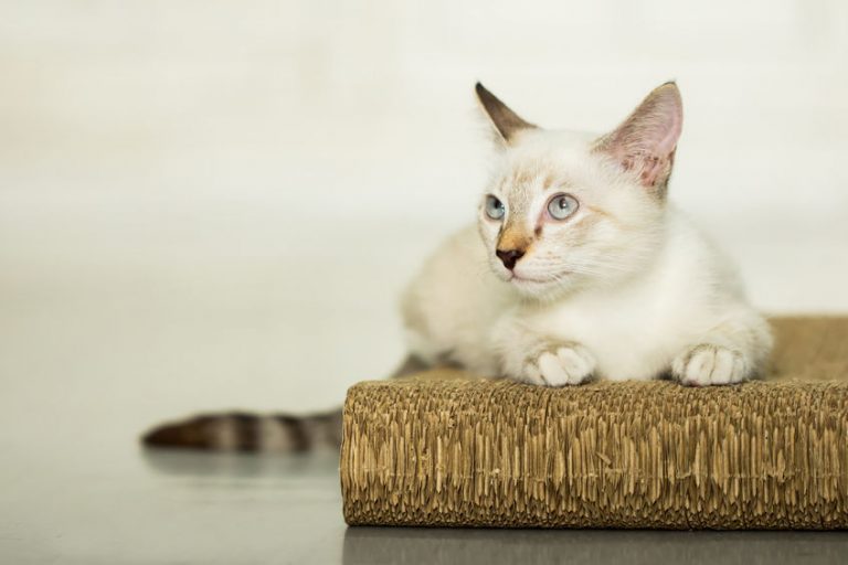 Why Do Cats Scratch? And Why Is A Scratching Post An Essential In Any