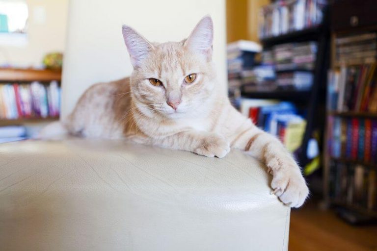 Why Do Cats Scratch? And Why Is A Scratching Post An Essential In Any Cat Home? Ultimate Pet