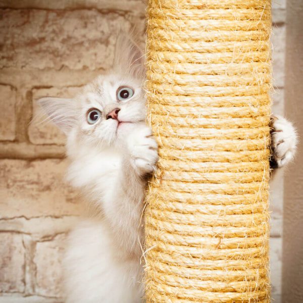 Why Do Cats Scratch? And Why Is A Scratching Post An Essential In Any