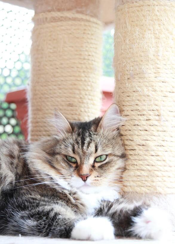 Why Do Cats Scratch? And Why Is A Scratching Post An Essential In Any