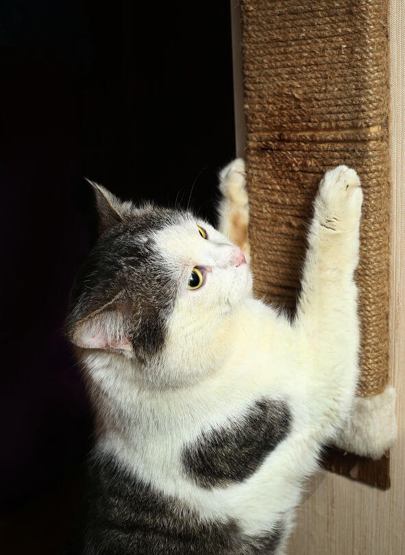 Why Do Cats Scratch? And Why Is A Scratching Post An Essential In Any