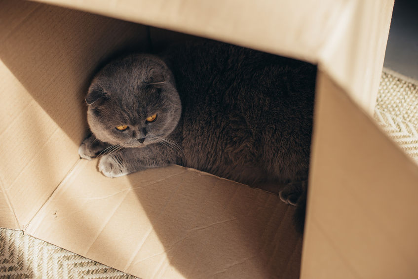Info For Cat Parents Why Do Cats Like Small Spaces? Ultimate Pet