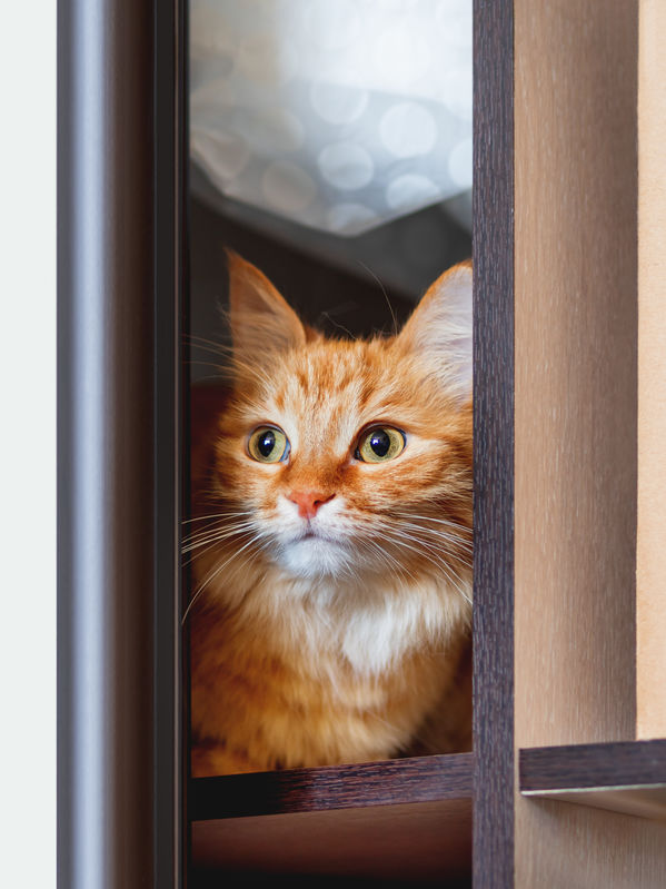 Info For Cat Parents Why Do Cats Like Small Spaces? Ultimate Pet
