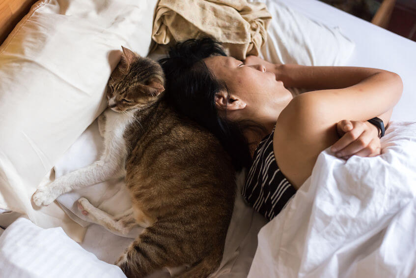 Where Should My Cat Sleep At Night Time? Info For Pet Parents