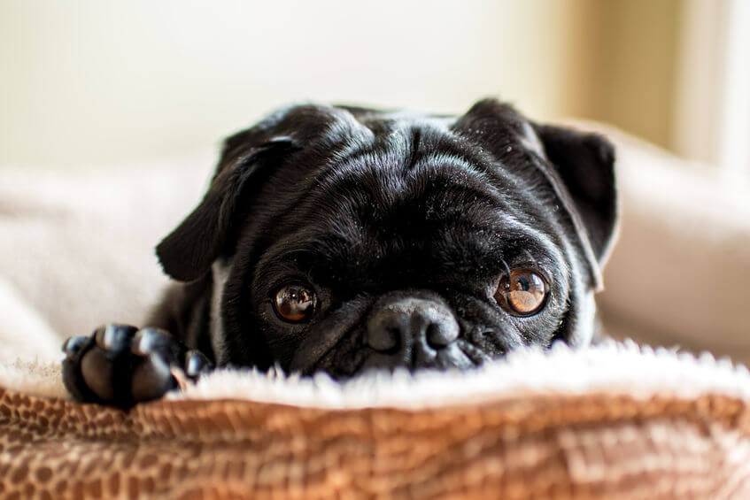 How To Stop Your Dog From Chewing Their Bed Ultimate Pet Nutrition