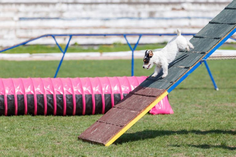 Dog Agility Classes Can Teach Your Dog New Tricks Ultimate Pet Nutrition
