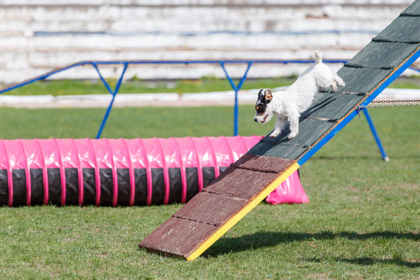 Dog Agility Classes Can Teach Your Dog New Tricks Ultimate Pet Nutrition