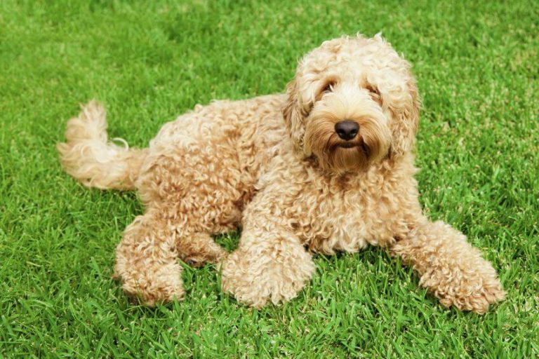 Goldendoodle 101 Info For The Dog Parent ToBe Ultimate Pet Nutrition