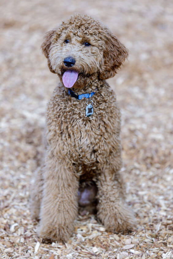Goldendoodle 101 Info For The Dog Parent ToBe Ultimate Pet Nutrition