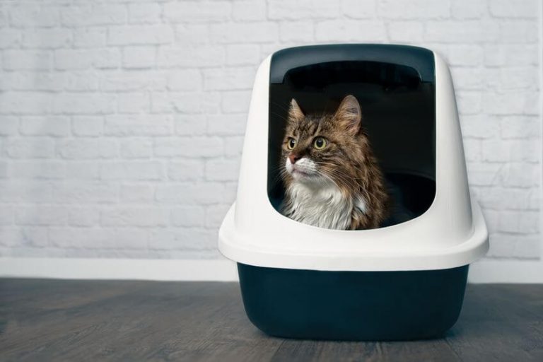 How To Set Up A Litter Box The Right Way (Plus Cleaning And Maintenance Tips) Ultimate Pet