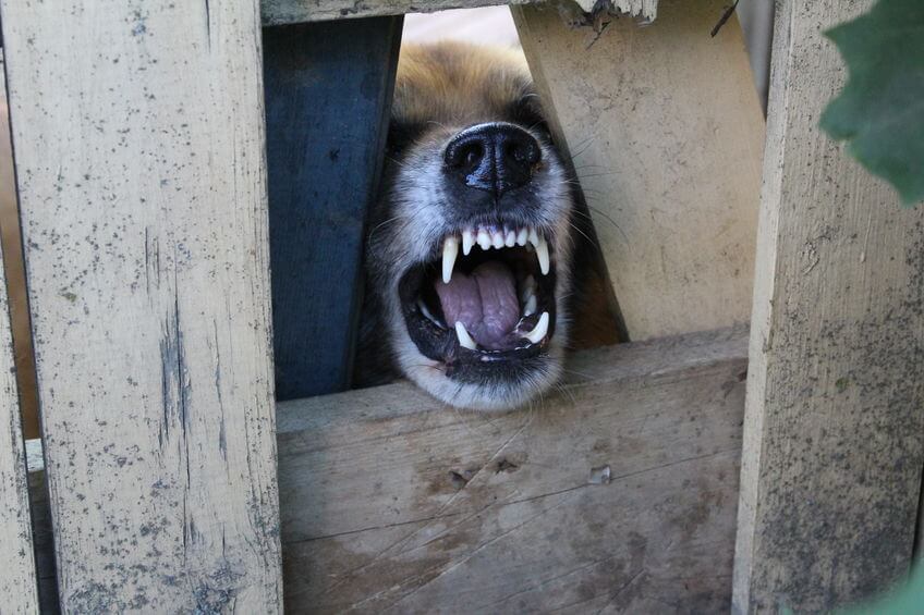 Help For Dog Parents How To Stop Dog From Barking At Door Ultimate