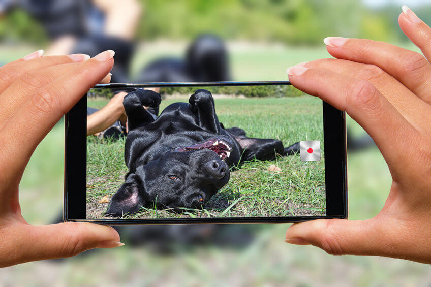 Pet Photography Ideas How To Take Pics Of Your Furry Friend Like A