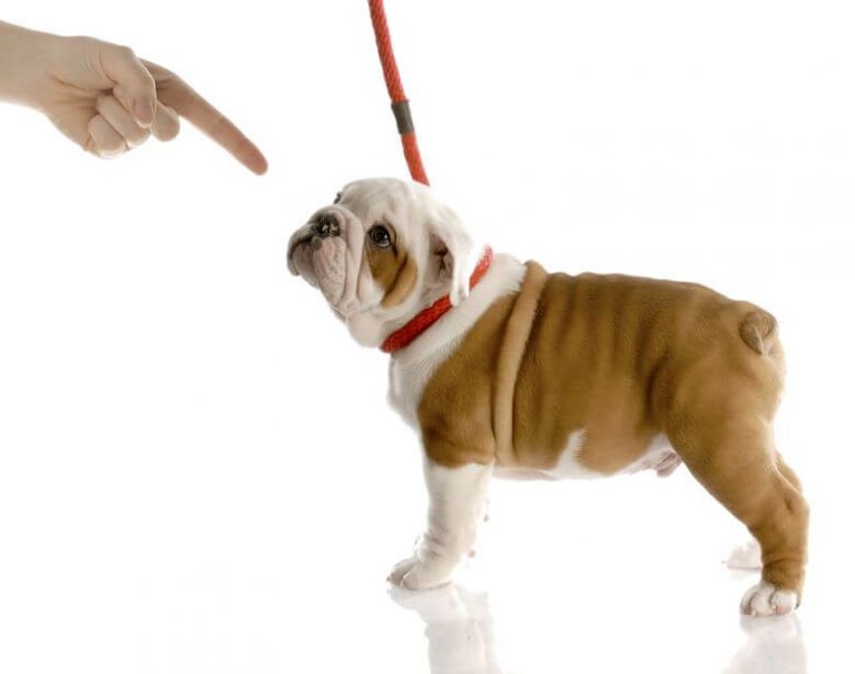 How To Teach A Puppy Not To Bite Ultimate Pet Nutrition